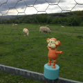 2015-0509-07 With sheep