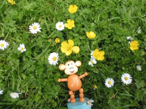 2015-0610-02 Bute Park rest in the flowers