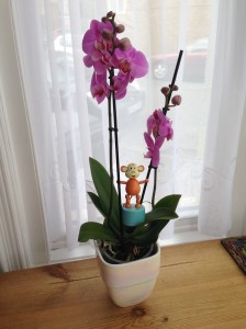 2015-0904-02 Purple orchid