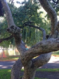 2015-10-25 Boston tree