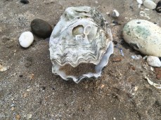 2016-0102-03 Clam.jpg