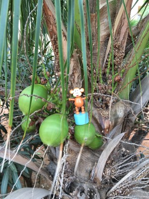 2016-0114-04 Coconut tree.jpg