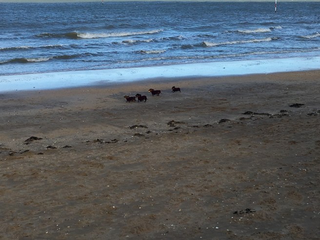 2016-0207-02 Sausage dogs.jpg