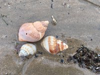 2016-0221-03 Shells.jpg