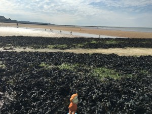 2016-0403-02 Seagulls.jpg