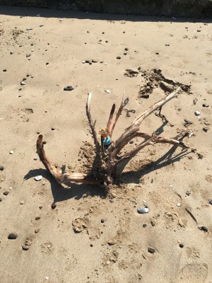 2016-0414-02 Branch.jpg