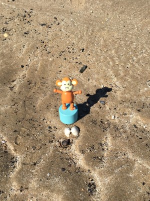 2016-0417-03 Two shells.jpg