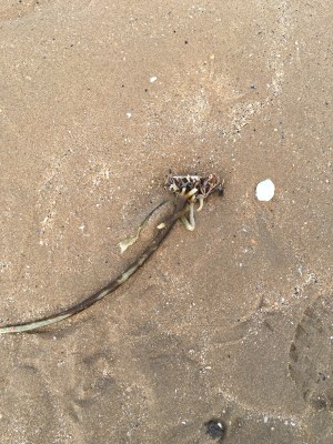 2016-0424-01 Alien.jpg