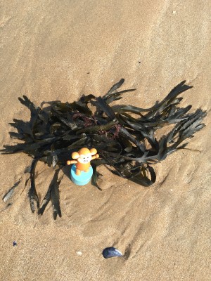 2016-0605-03 Seaweed.jpg