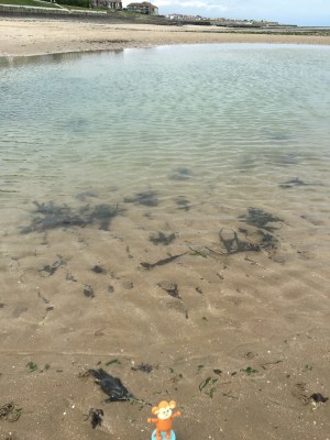 2016-0612-01 Pool.jpg