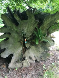 2016-0716-01 Quex Park.jpg