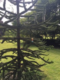 2016-0716-03 Quex Park.jpg