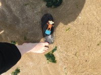 2016-0722-01 Paddling.jpg