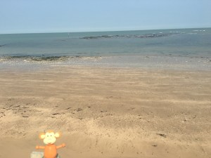 2016-0826-01 Seagulls.jpg