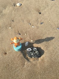 2016-0918-03 Shell on stone.jpg