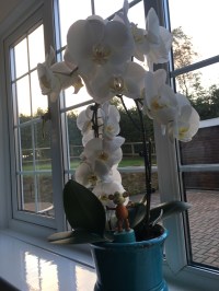 2016-1016-03 Orchid.jpg