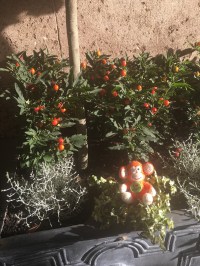 2016-1226-01 Orange tree.jpg